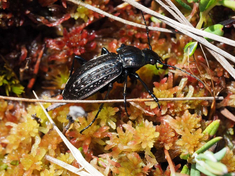 Vom Aussterben bedrohter Hochmoor-Laufkäfer (Carabus menetriesi) auf Torfmoos (Sphagnum spec.), Foto: Ingmar Harry